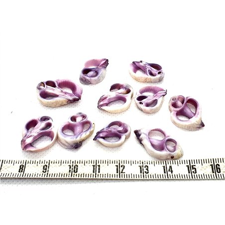 Coquillage tranche violet