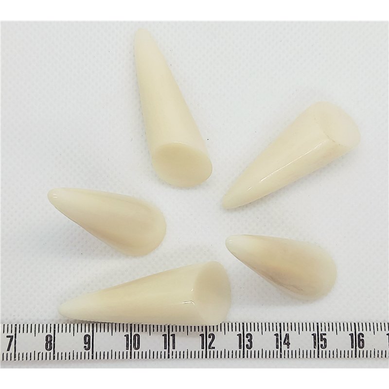Tagua cone grand blanc