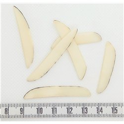 Tagua sabre   fin blanc