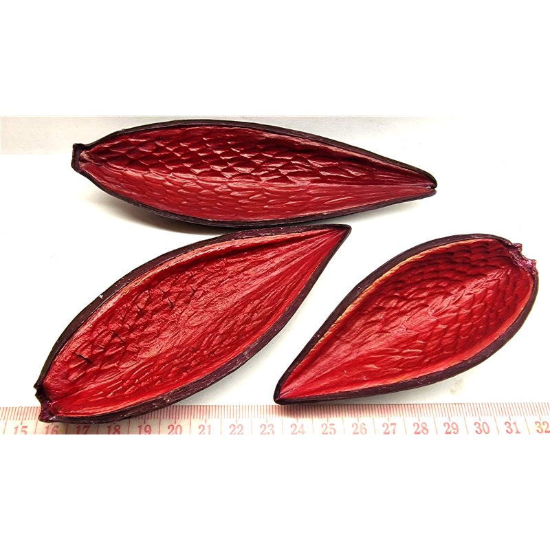 Ti cannot d Amazonie rouge foncé