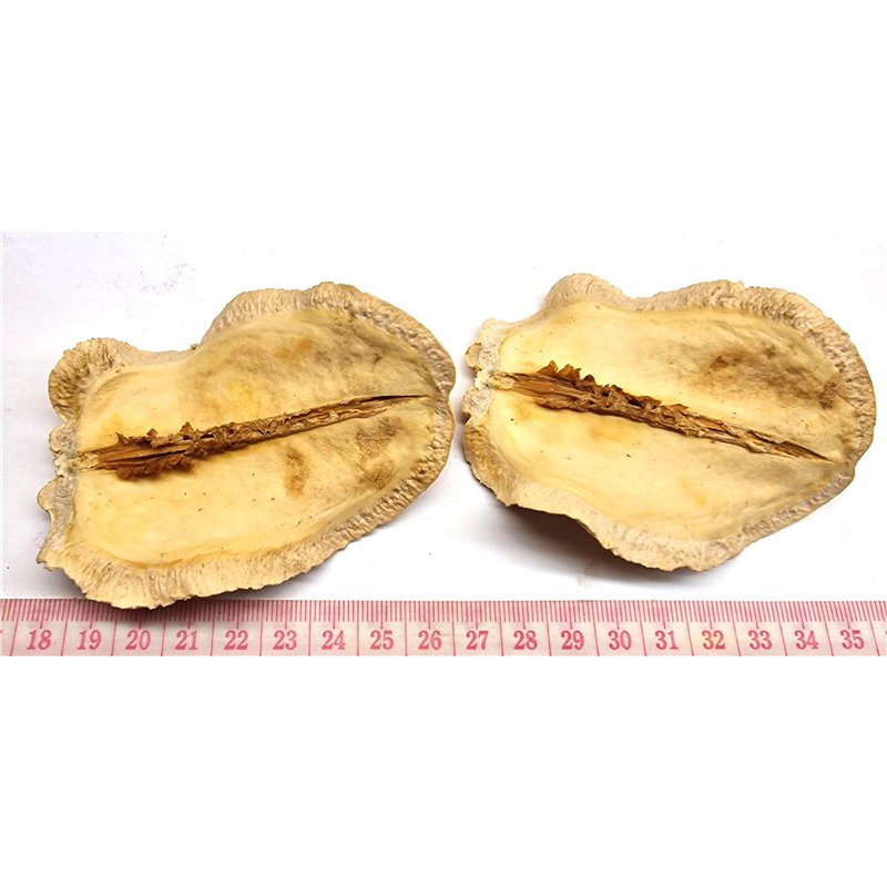 copy of Bouche de grenouille