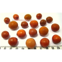 Canique orange