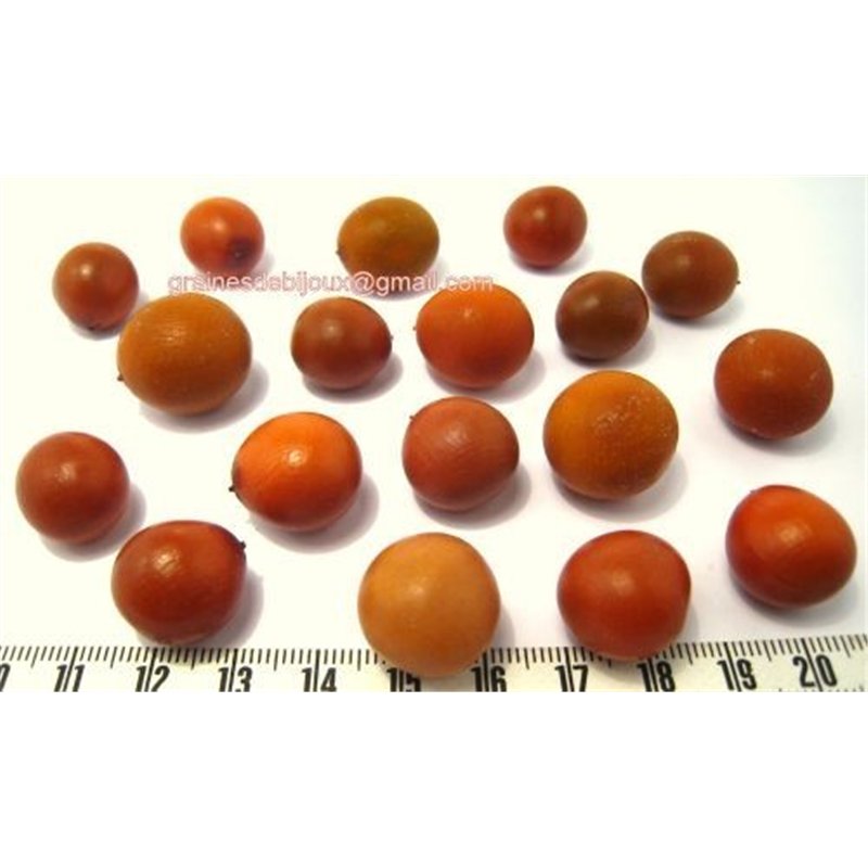 Canique orange