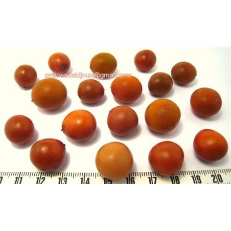 Canique orange