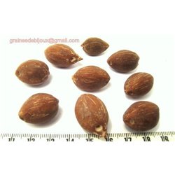 Ti Coco nain
