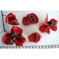 Perle de Zanzibar gousse