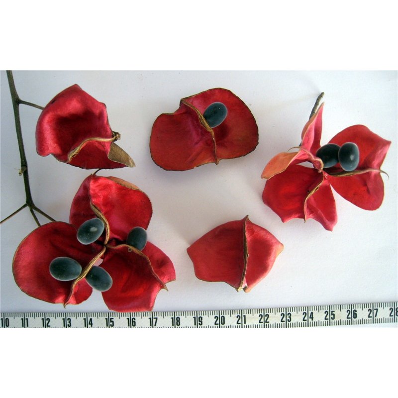 Perle de Zanzibar gousse
