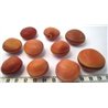 Oeil de bourrique orange