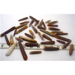 Oursin Tube