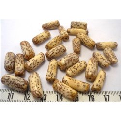 Palmier royal nain tube