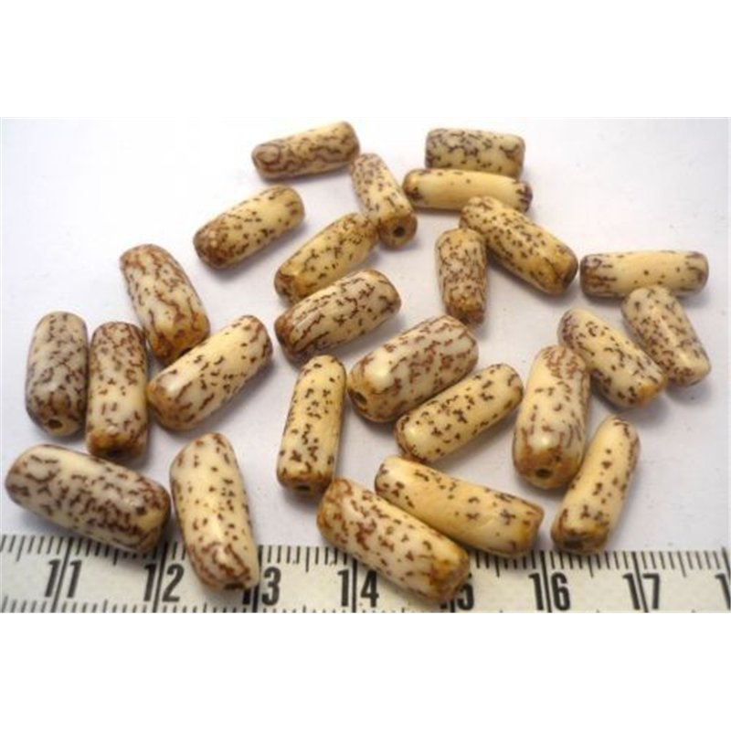 Palmier royal nain tube