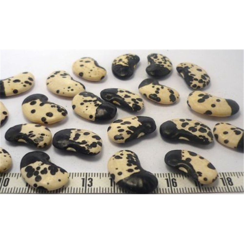 Pois dalmatien noir
