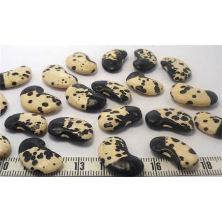 Pois dalmatien noir