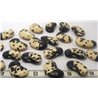 Pois dalmatien noir