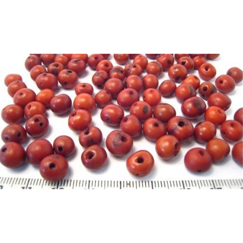 Acai marron