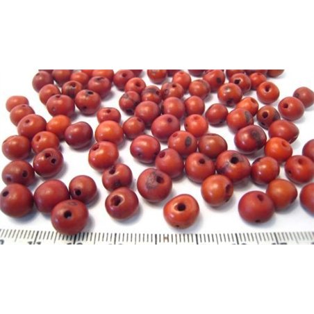 Acai marron