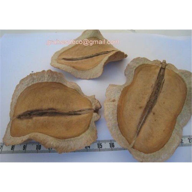 Bouche de grenouille demi