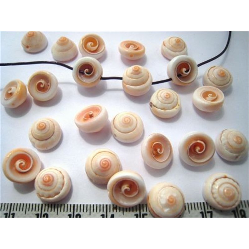 Coquillage spirale