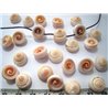 Coquillage spirale