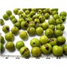 Acai vert pomme