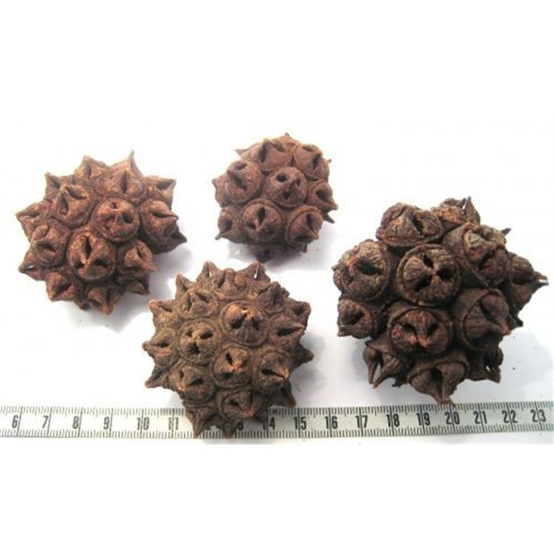 Eucalyptus fruit