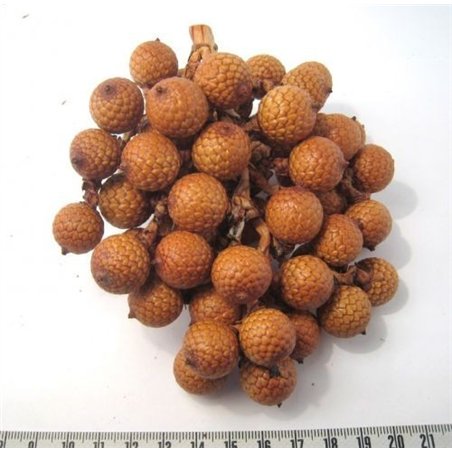 Rotin marron grappe