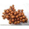 Rotin marron grappe grande