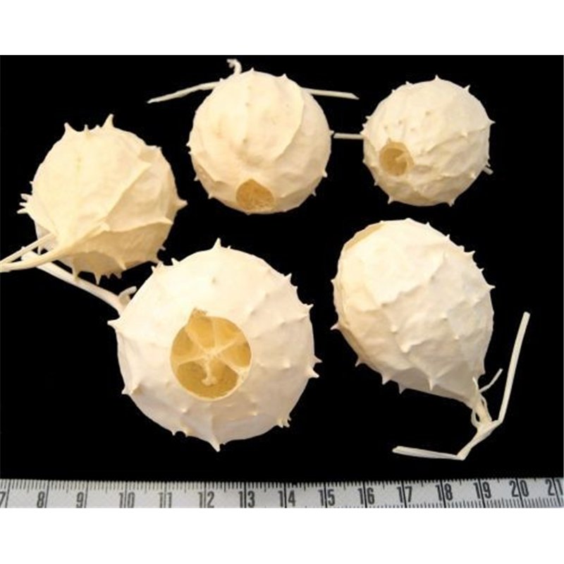 Eponge végétale fruit  blanchi