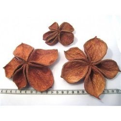 Fleur étoilée