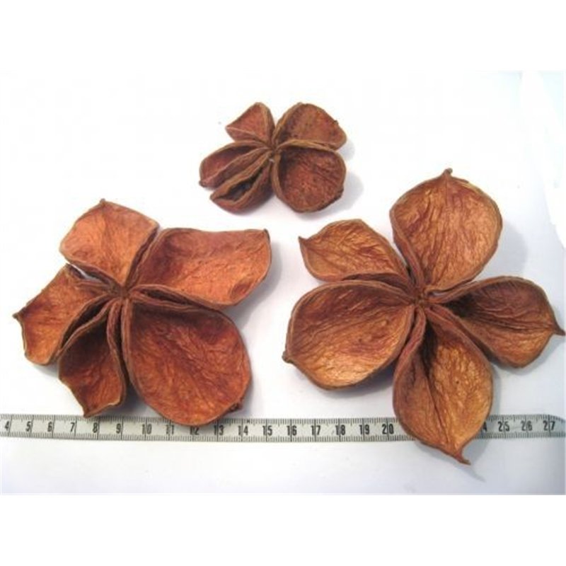 Fleur étoilée