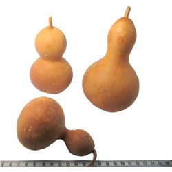 Calebasse courge