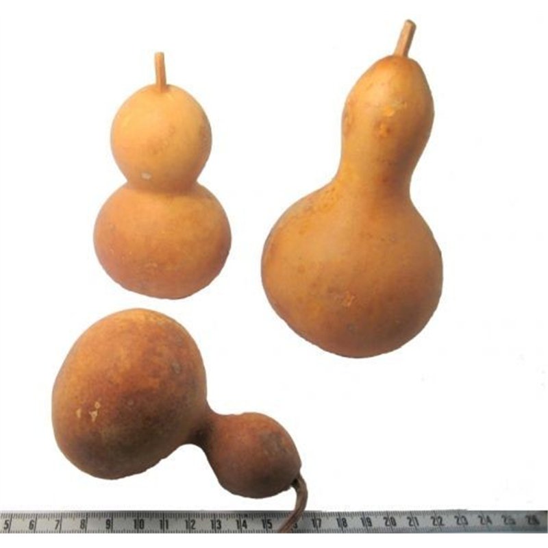 Calebasse courge