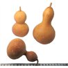 Calebasse courge