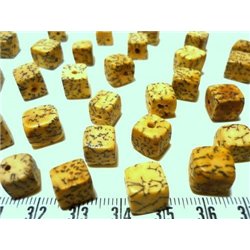 Palmier royal nain cube