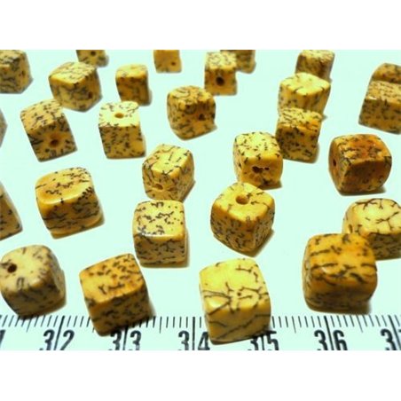 Palmier royal nain cube