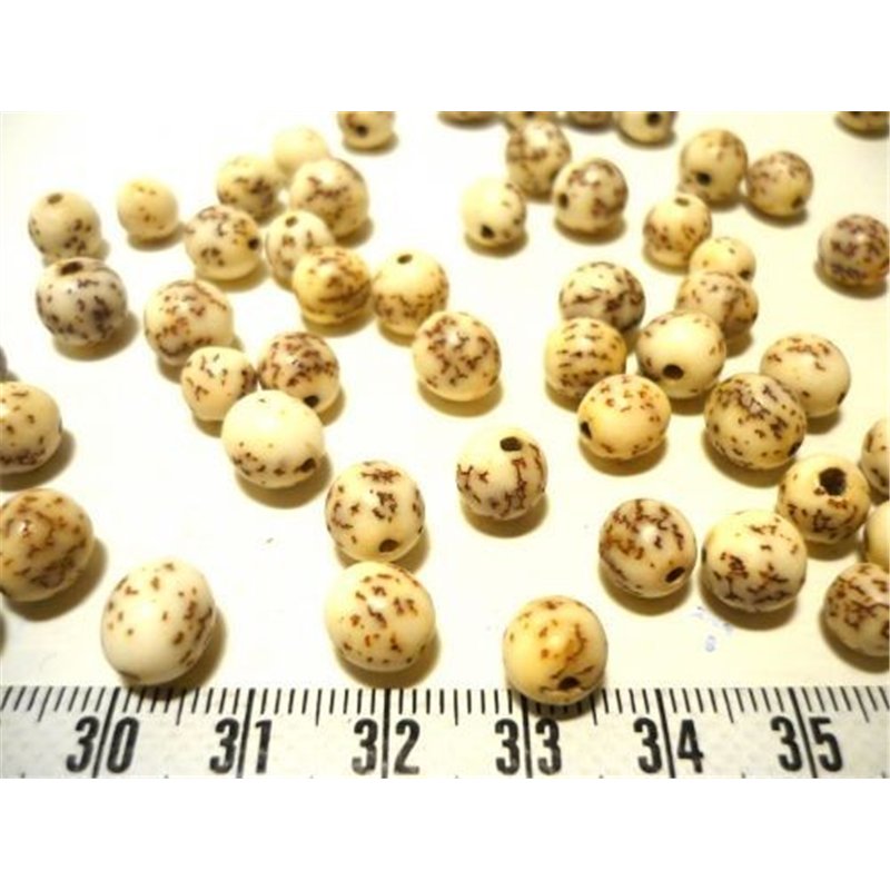 Palmier royal nain balle petite