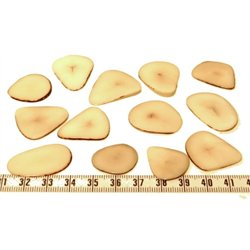 Tagua pétale  moyenne blanc