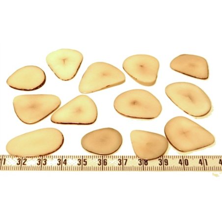 Tagua pétale  moyenne blanc