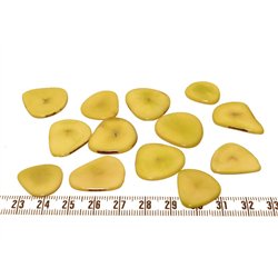 Tagua pétale  moyenne jaune
