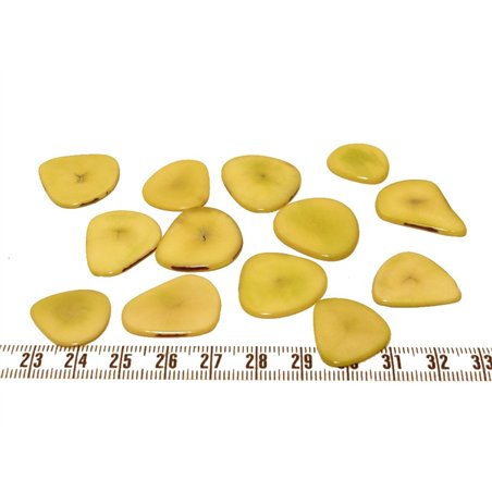 Tagua pétale  jaune