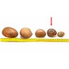 Tagua graine 4 cm  nature
