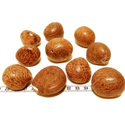 Tagua graine 4 cm  nature 