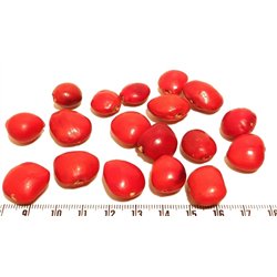 Caconnier rouge géant