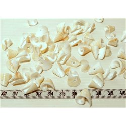 Coquillage coeur blanc