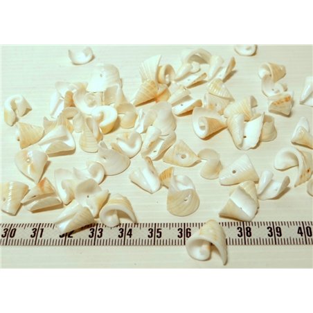 Coquillage coeur blanc