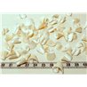 Coquillage coeur blanc