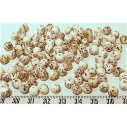 Palmier royal nain balle mini
