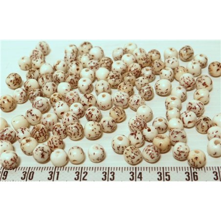 Palmier royal nain balle mini