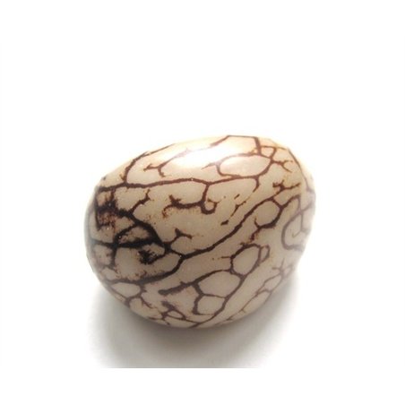 Tagua graine marbrée 4 cm