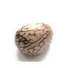 Tagua graine marbrée 4 cm